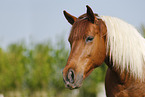 Pinto Portrait