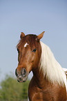 Pinto Portrait