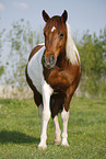 Pinto stands on meadow