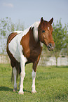 Pinto stands on meadow