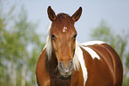 Pinto Portrait