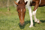 Pinto chomp at the bit