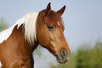 Pinto Portrait