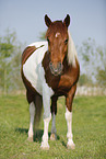 Pinto stands on meadow