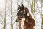Pinto in snow flurries
