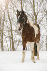 Pinto in snow flurries