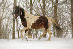 Pinto in snow flurries