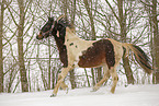 Pinto in snow flurries