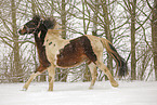 Pinto in snow flurries