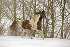 Pinto in snow flurries