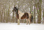 Pinto in snow flurries