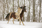 Pinto in snow flurries