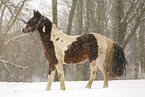 Pinto in snow flurries