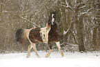 Pinto in snow flurries