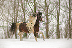 Pinto in snow flurries