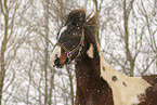 Pinto in snow flurries