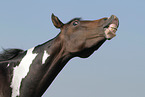 Pinto Portrait
