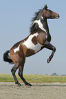 rising Pinto