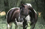 Pinto portrait