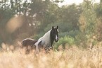 Pinto portrait