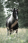 Pinto portrait