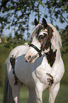 Pinto Portrait