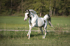 galloping Pinto