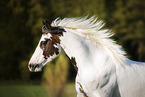 Pinto Portrait