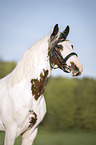 Pinto Portrait