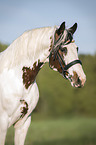 Pinto Portrait