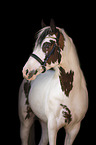 Pinto Portrait