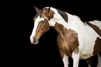 Pinto Portrait