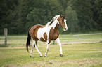 trotting Pinto