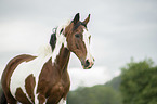 Pinto Portrait