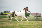 trotting Pinto