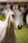 Pinto foal