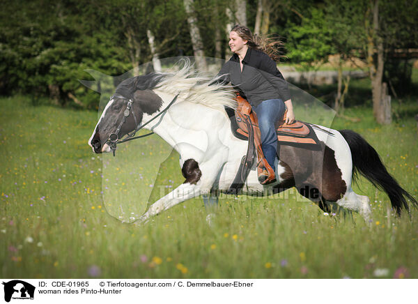 Frau reitet Pinto-Hunter / woman rides Pinto-Hunter / CDE-01965