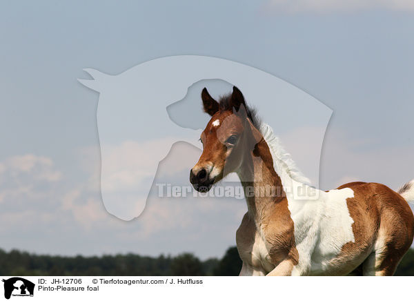 Pinto-Pleasure Fohlen / Pinto-Pleasure foal / JH-12706