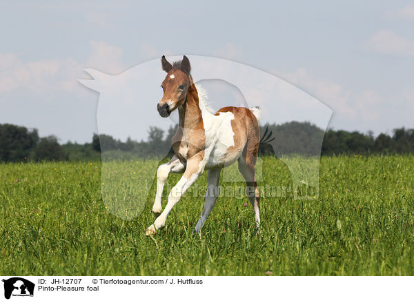 Pinto-Pleasure foal / JH-12707