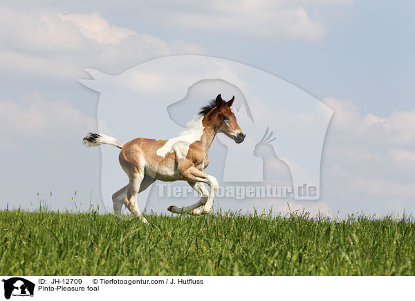 Pinto-Pleasure Fohlen / Pinto-Pleasure foal / JH-12709