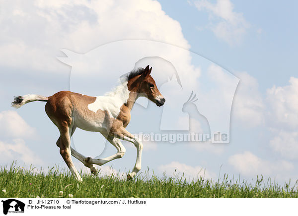 Pinto-Pleasure Fohlen / Pinto-Pleasure foal / JH-12710