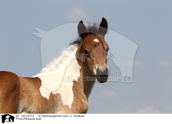 Pinto-Pleasure foal / JH-12712