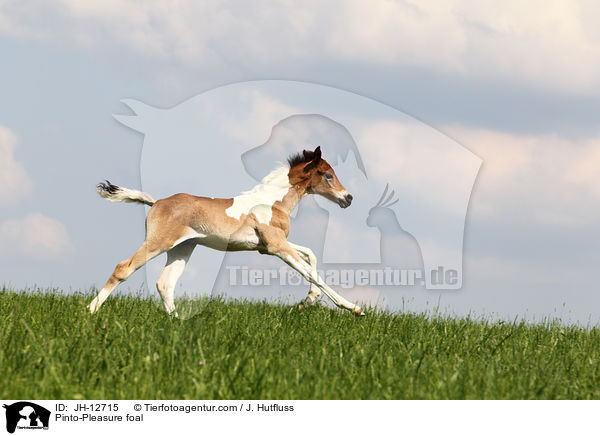 Pinto-Pleasure foal / JH-12715