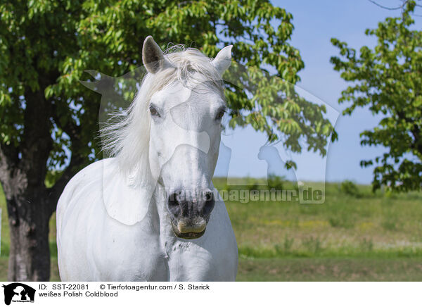 Polnischer Kaltblut Schimmel / weies Polish Coldblood / SST-22081