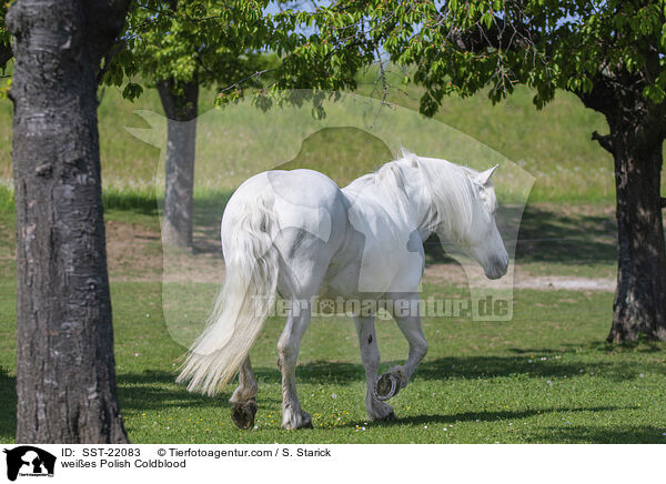 Polnischer Kaltblut Schimmel / weies Polish Coldblood / SST-22083