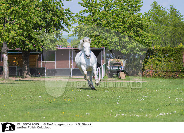 Polnischer Kaltblut Schimmel / weies Polish Coldblood / SST-22085