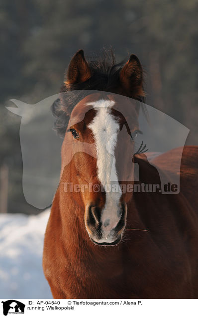 running Wielkopolski / AP-04540