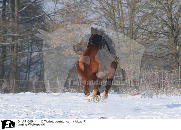 rennendes polnisches Warmblut / running Wielkopolski / AP-04544