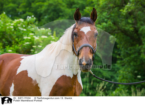 Polish Warmblood Portrait / SST-17034