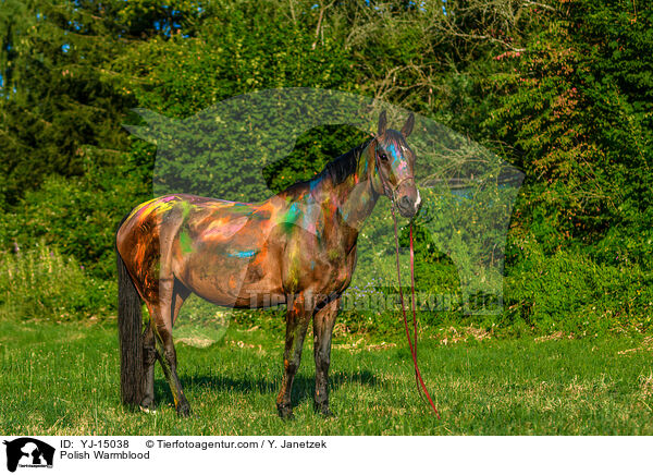 Polnisches Warmblut / Polish Warmblood / YJ-15038